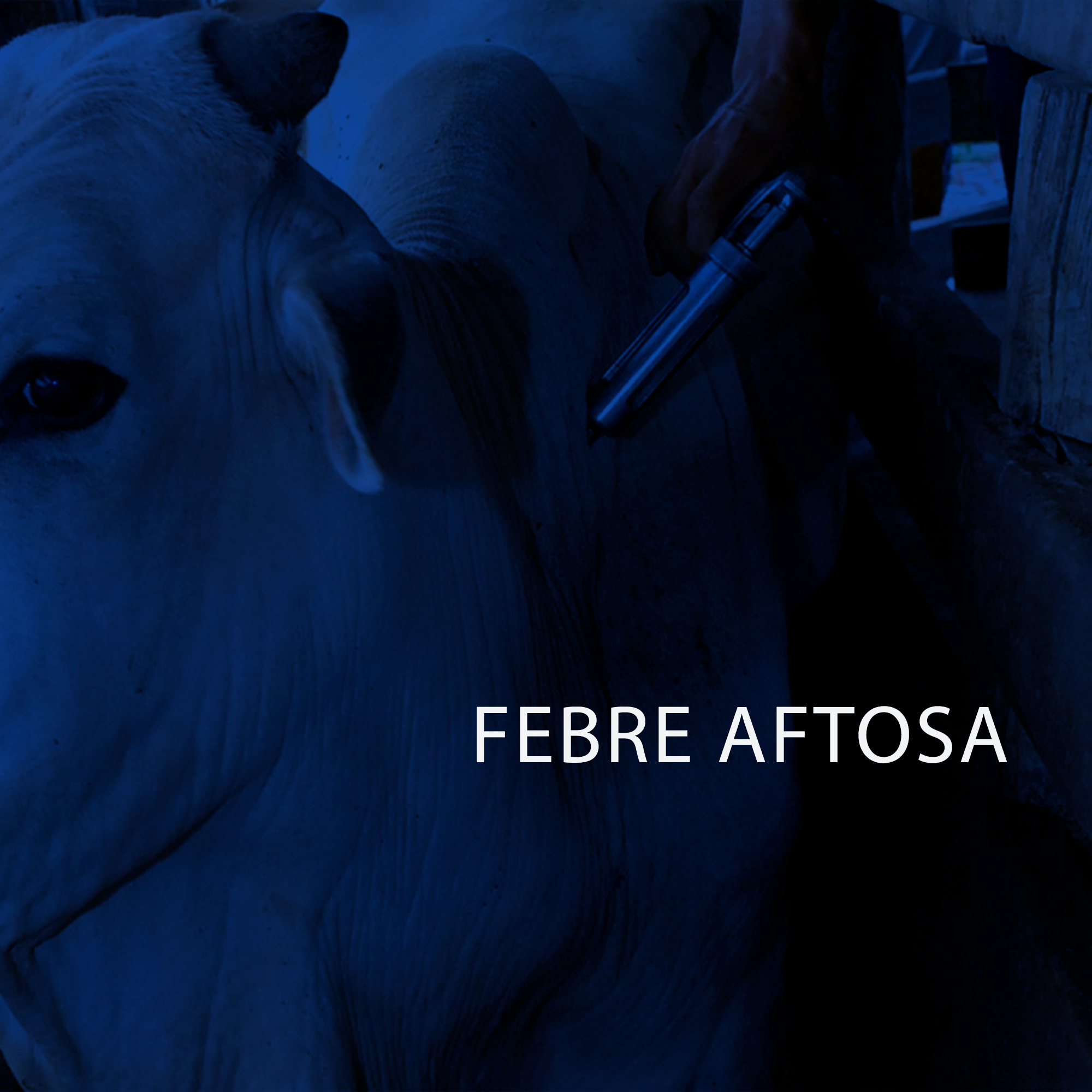 Febre Aftosa