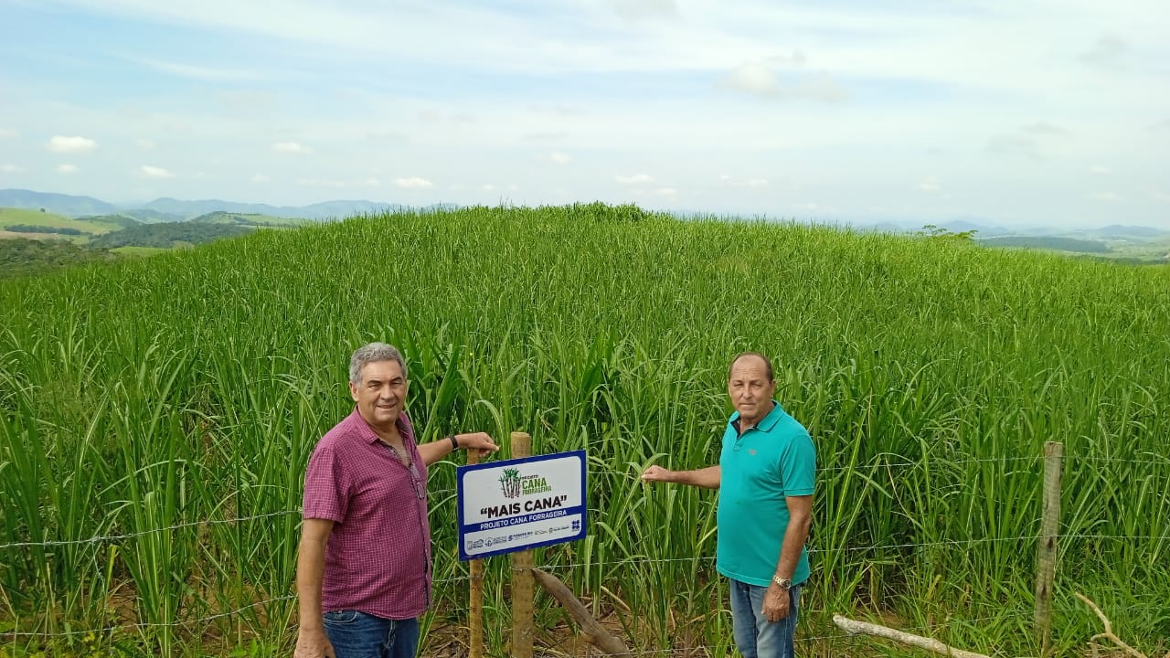 “Cana forrageira” é sucesso em Pádua 